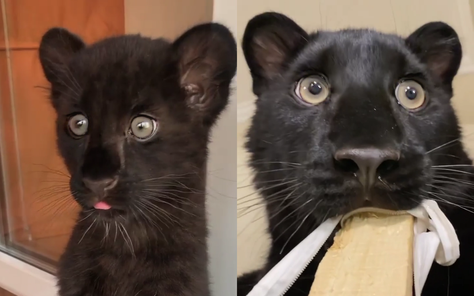 世俱杯改制-黑龙江黑豹坚决展现实力，对手难以抗衡